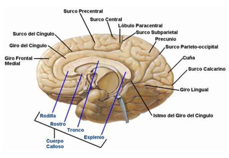Cuerpo Calloso Neurocirugia Contemporanea