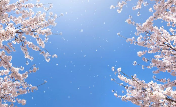 Aroma de Cerezas Enrique Botella