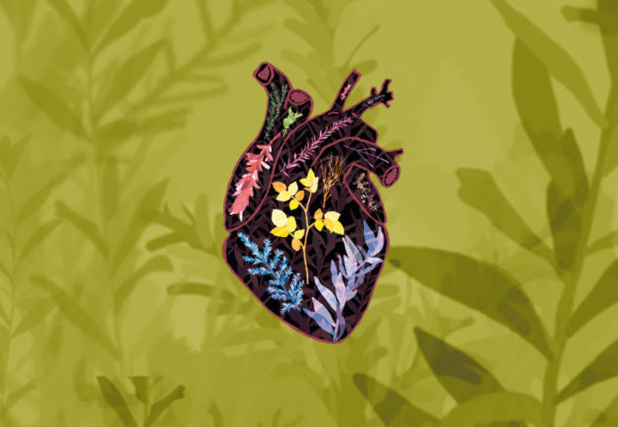 Rafael Saravia Vena amoris