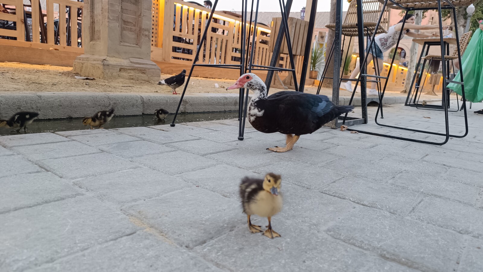 OFUNKILLO, LA RAÍZ, REINCIDENTES, Icónica, Sevilla, Música, rock, Partitura para el Fuego, trickster